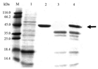 Ijms 14 18629f4 200