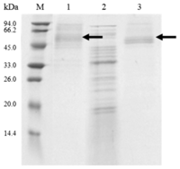 Ijms 14 18629f5 200