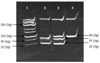 Ijms 14 19230f1 200