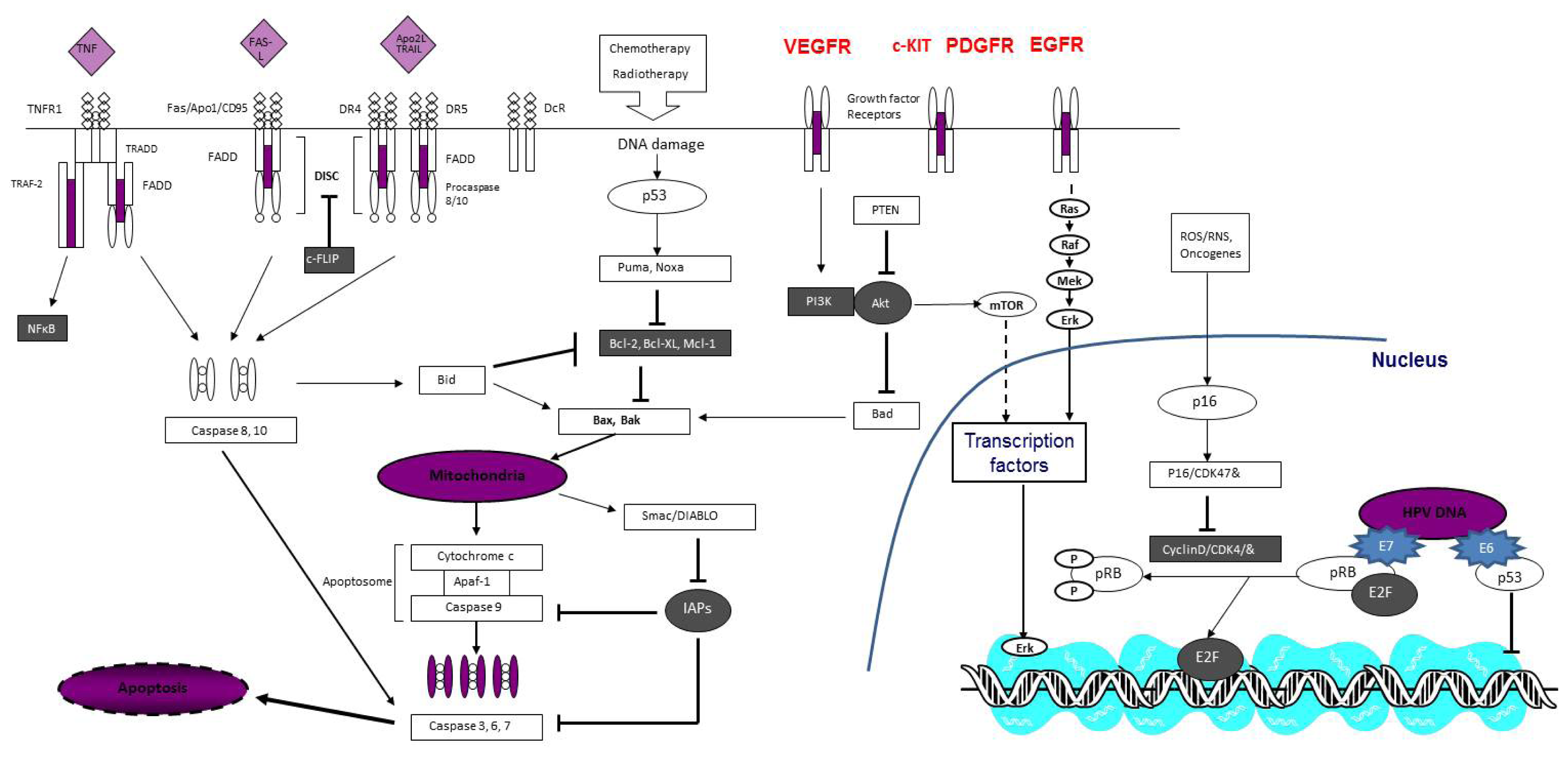 ijms free full text molecular