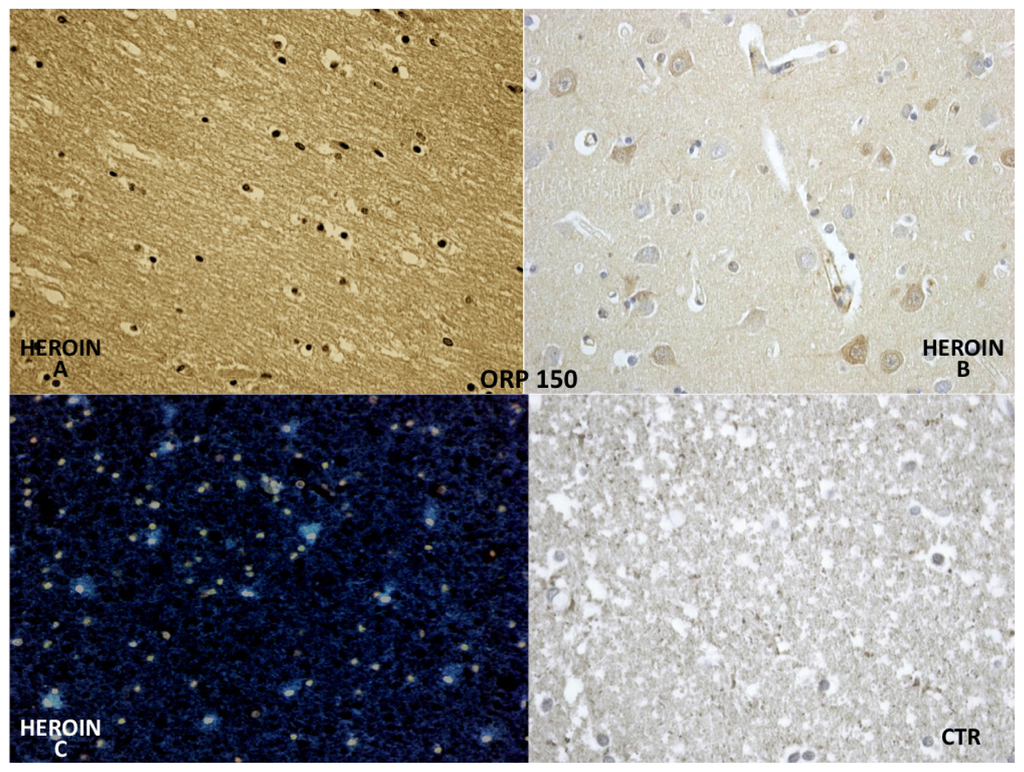 Ijms 14 19831f7 1024