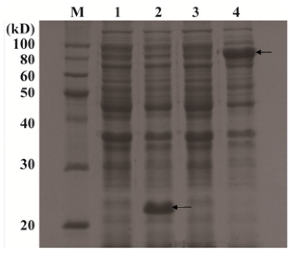 Ijms 14 20204f5 1024