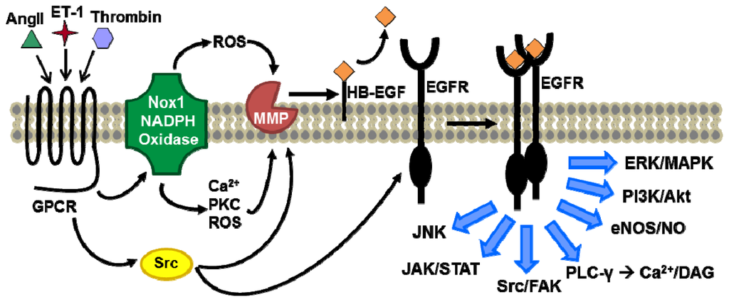 Ijms 14 20597f1 1024