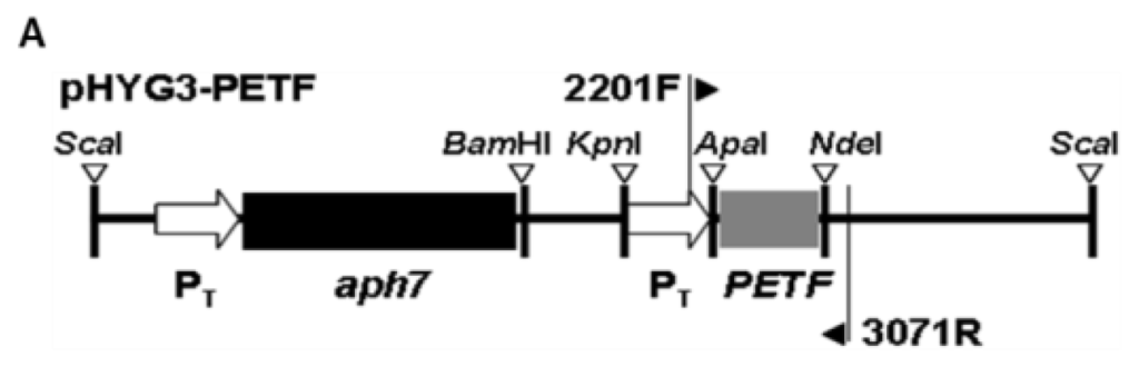 Ijms 14 20913f1a 1024