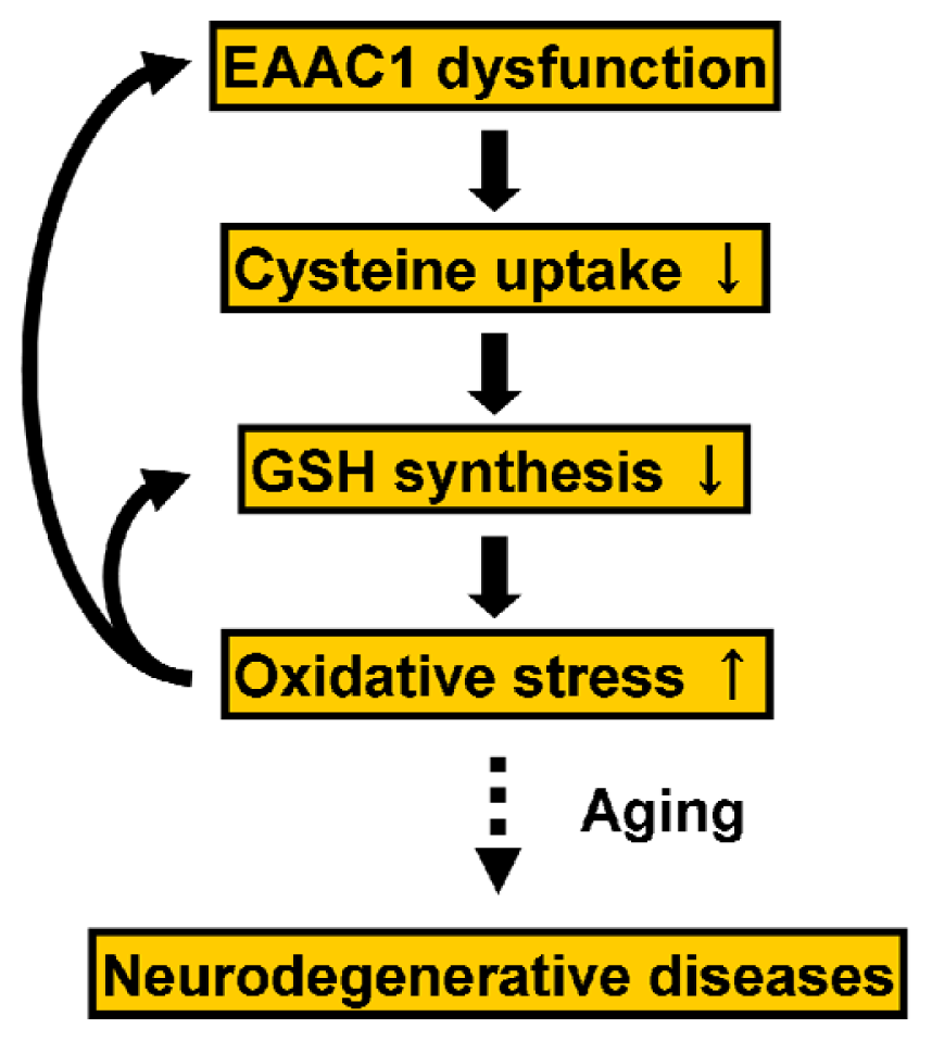 Glutathione depletion essay