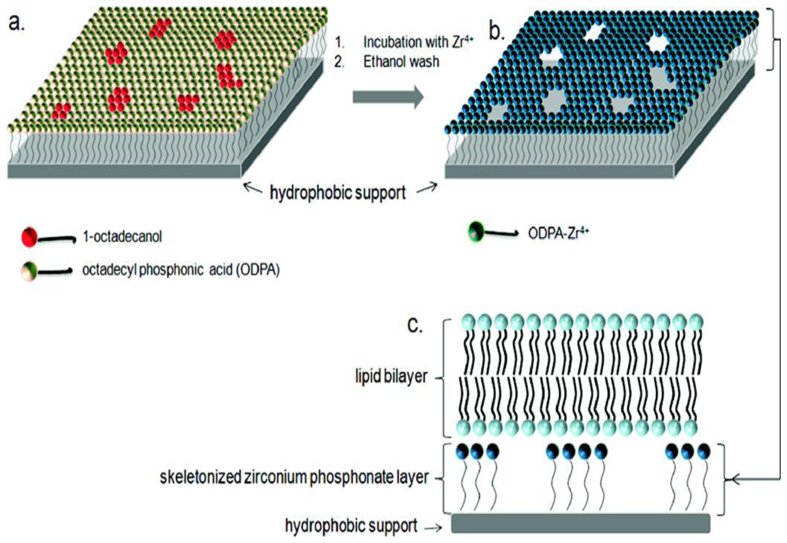 ijms free full text engineering lipid bilayer membranes for which of the following molecules could align side by side to form a lipid bilayer