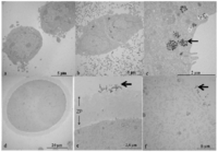 Ijms 14 21613f2 200