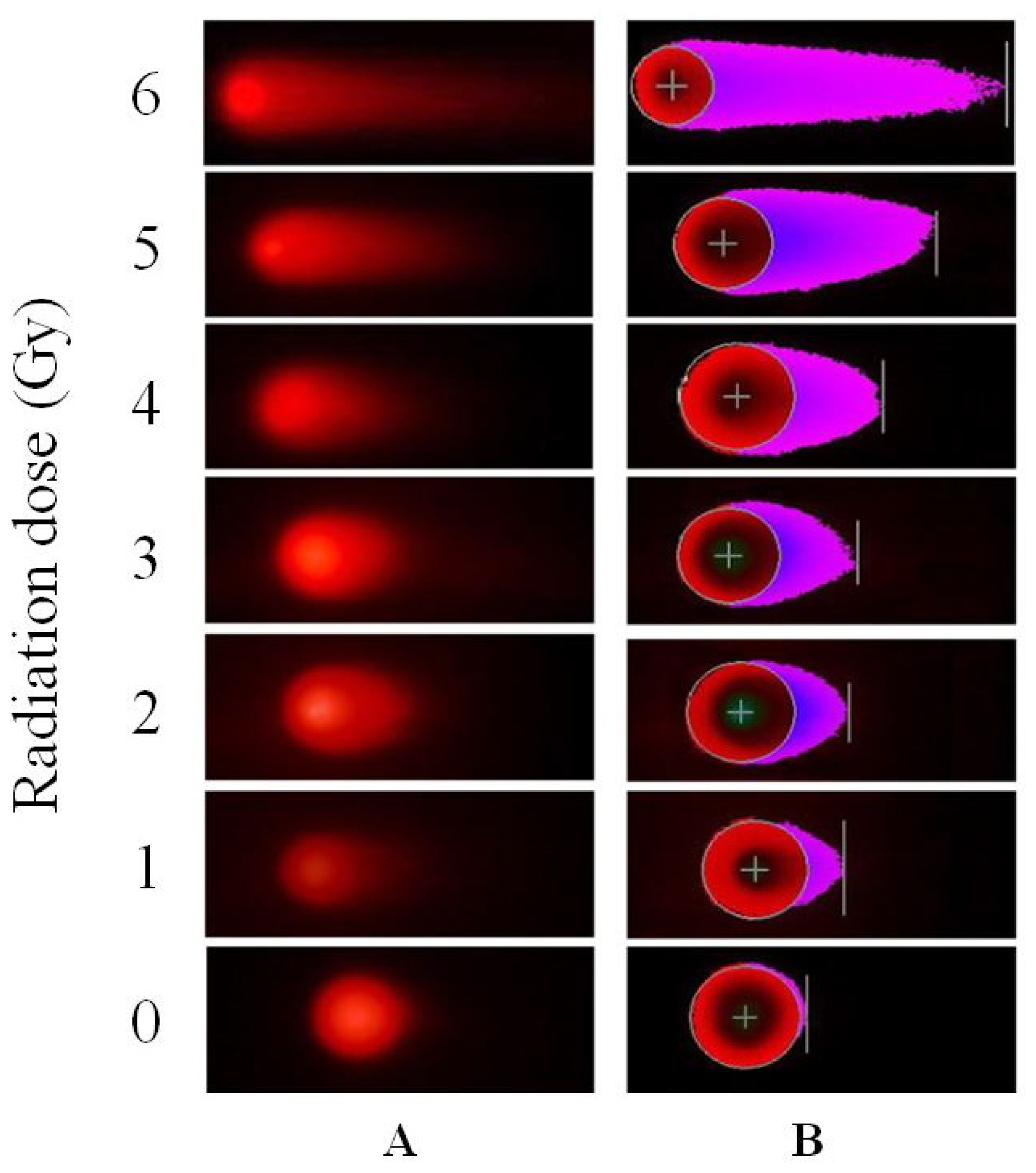 download Axonal Branching and Recovery of Coordinated Muscle Activity after Transsection