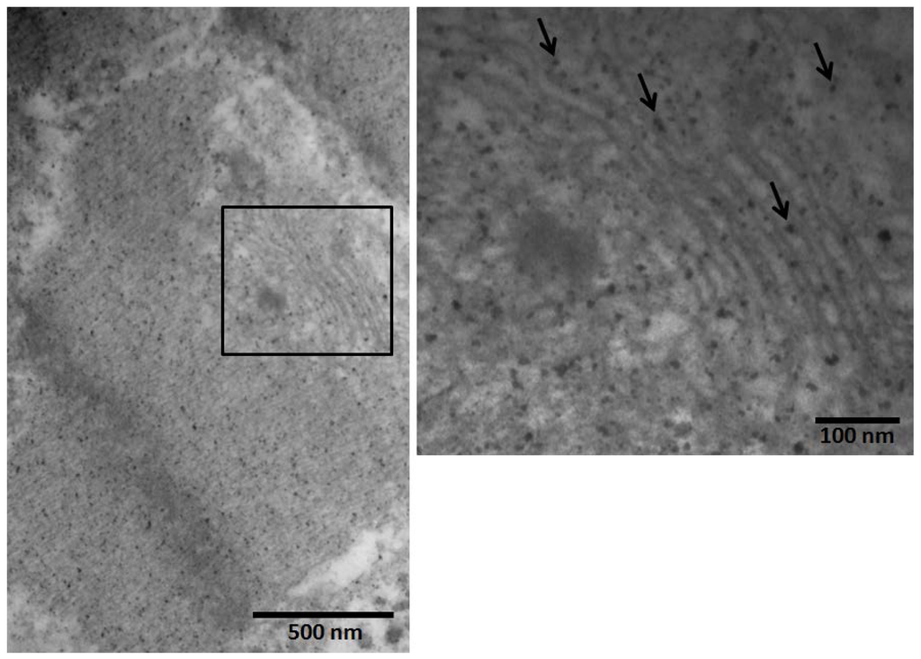 Ijms 14 23471f4 1024