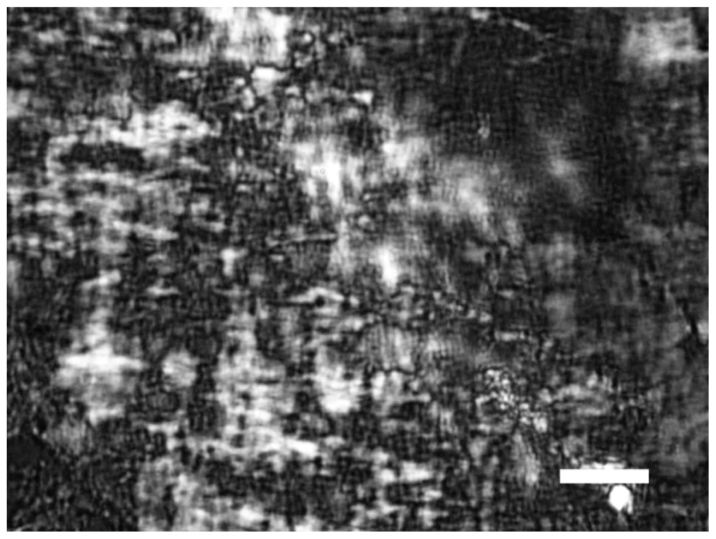 Ijms 14 23842f1 1024