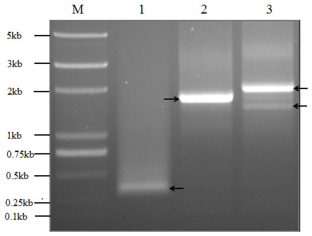 Ijms 14 23872f8 1024