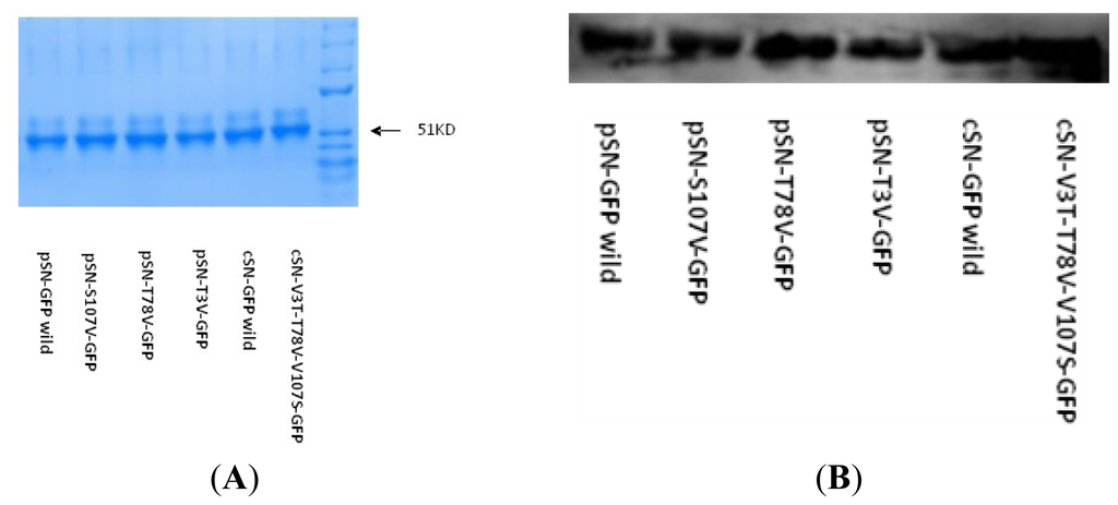 Ijms 14 23955f4 1024