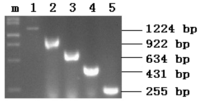 Ijms 14 24126f1 200