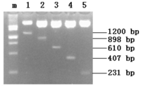 Ijms 14 24126f2 200