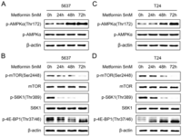 Ijms 14 24603f4 200
