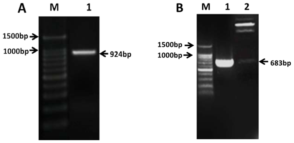 Ijms 14 24643f1 1024