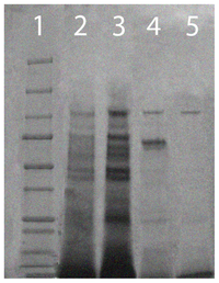 Ijms 15 00944f3 200