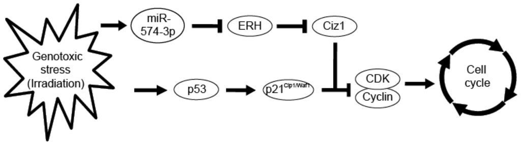 Ijms 15 02971f9 1024