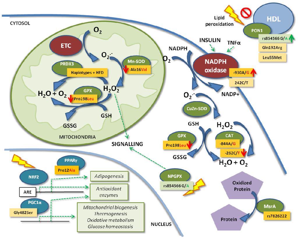 Oxidative Stress And Obesity Oxidative Stress And Obesity