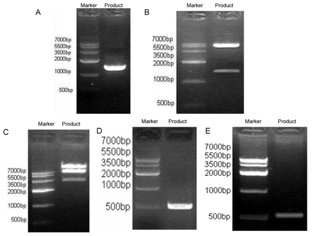 Ijms 15 03729f2 1024