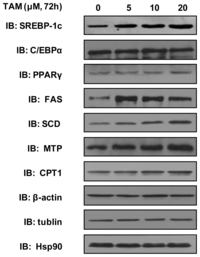Ijms 15 04019f4 200