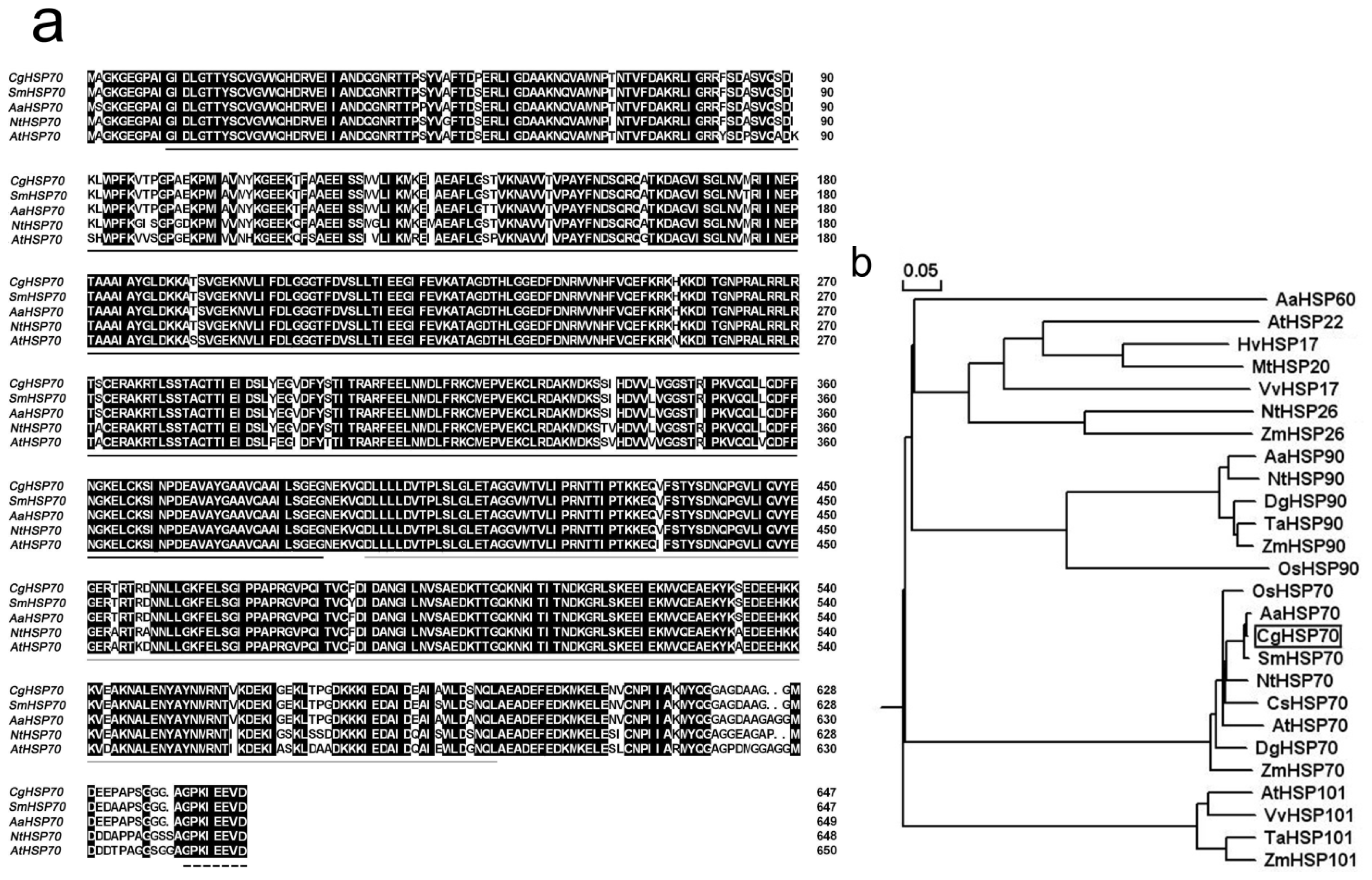 IJMS  Free FullText  A Chrysanthemum Heat Shock Protein Confers 