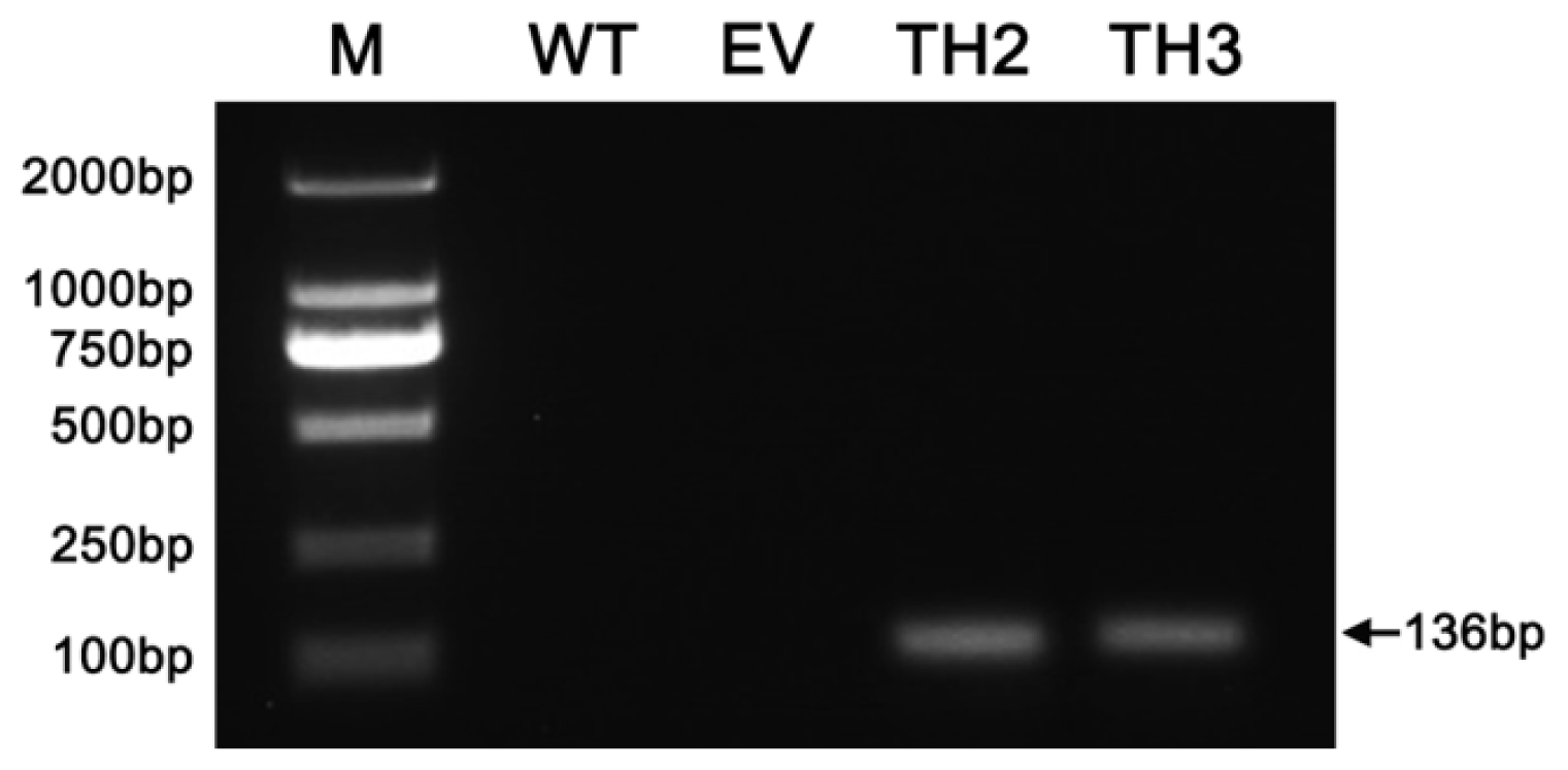 IJMS  Free FullText  A Chrysanthemum Heat Shock Protein Confers 