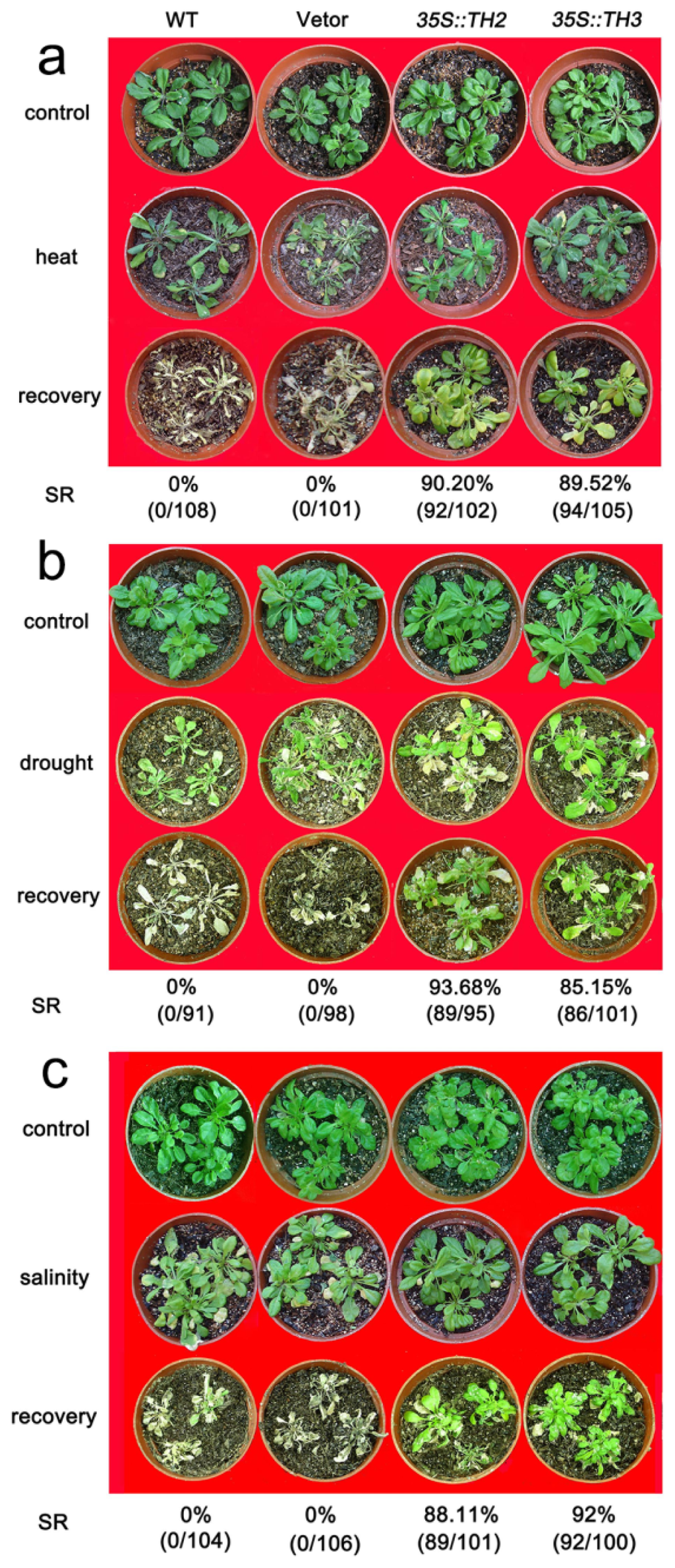 IJMS  Free FullText  A Chrysanthemum Heat Shock Protein Confers 