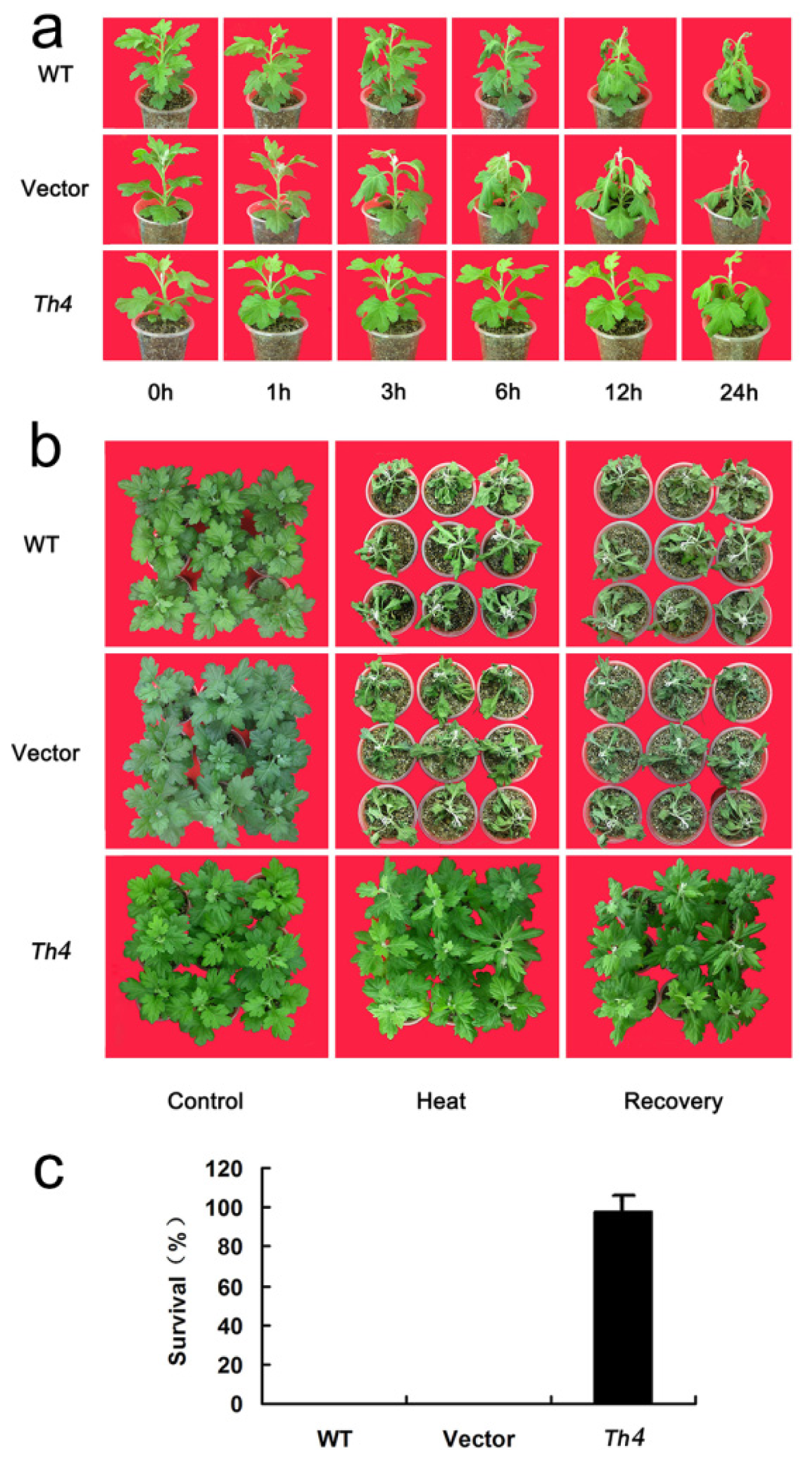 IJMS  Free FullText  A Chrysanthemum Heat Shock Protein Confers 