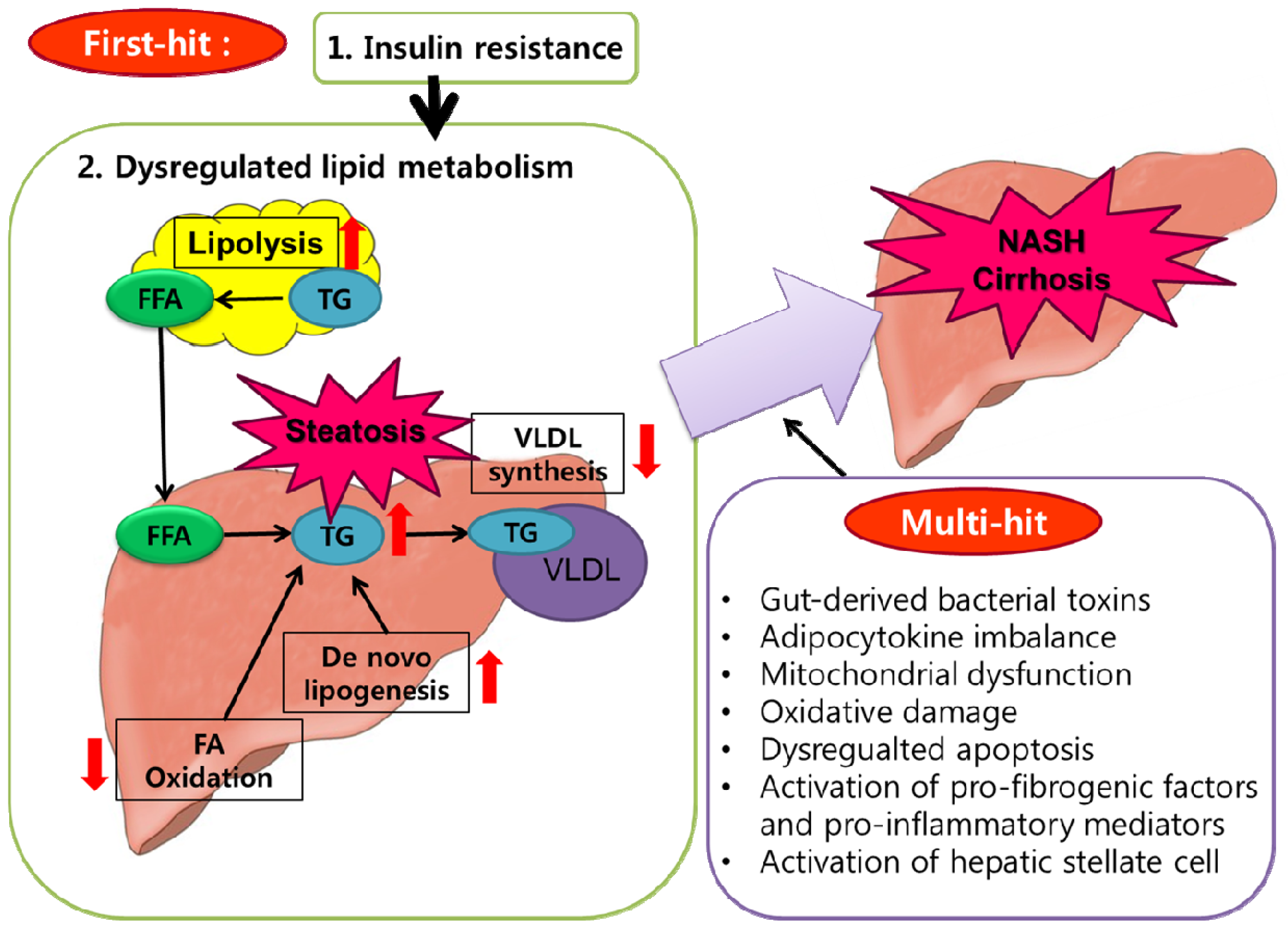 IJMS | Free Full-Text | Obesity and Its Metabolic Complications: The