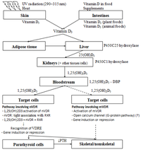 Corticosteroid induced diabetes mechanism