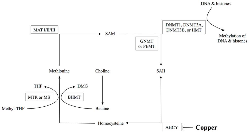 Ijms 15 08004f1 1024