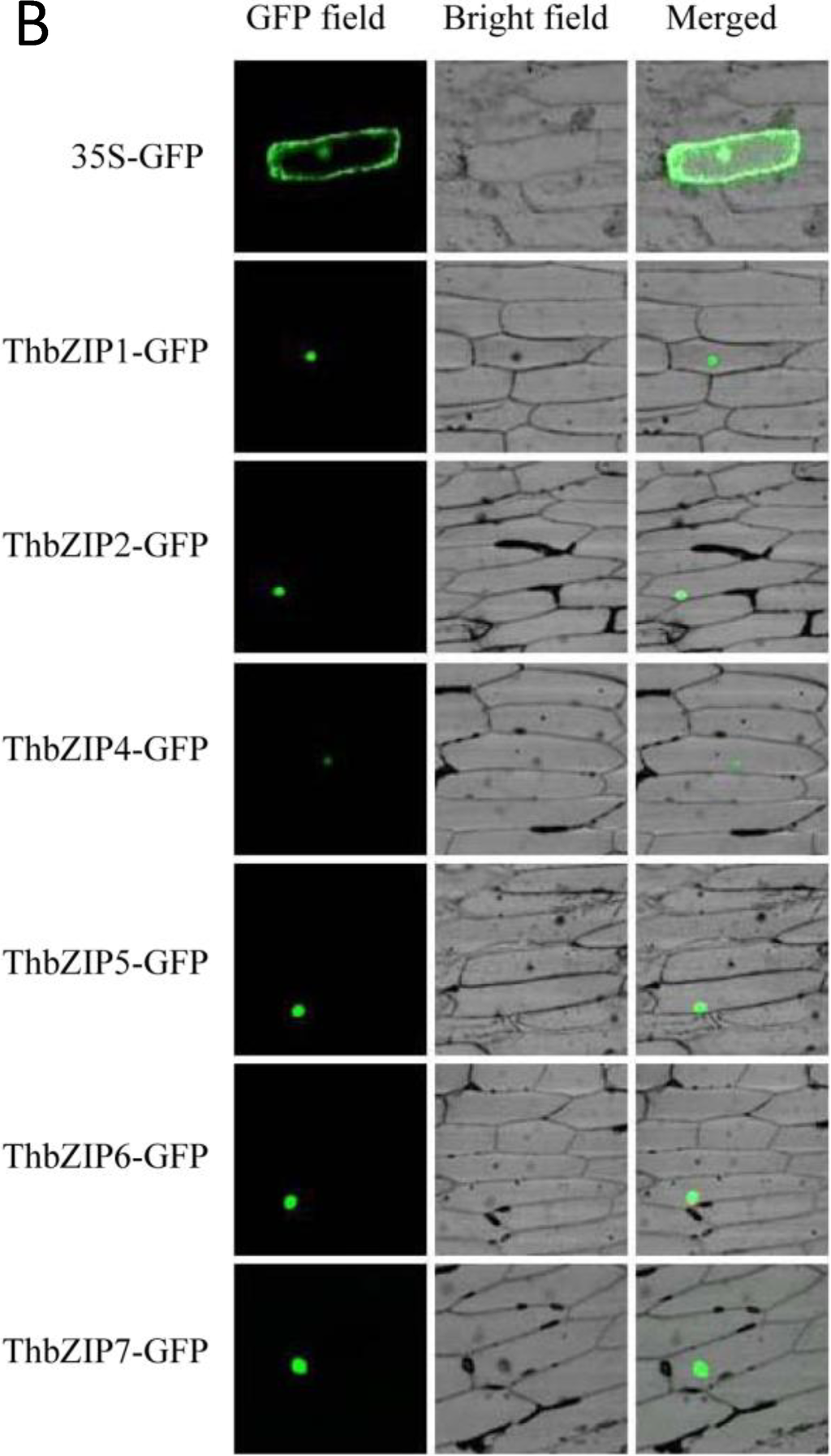 Ijms 15 10005 g004 1024