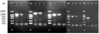 Ijms 15 10215 g002 200