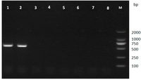 Ijms 15 10215 g003 200