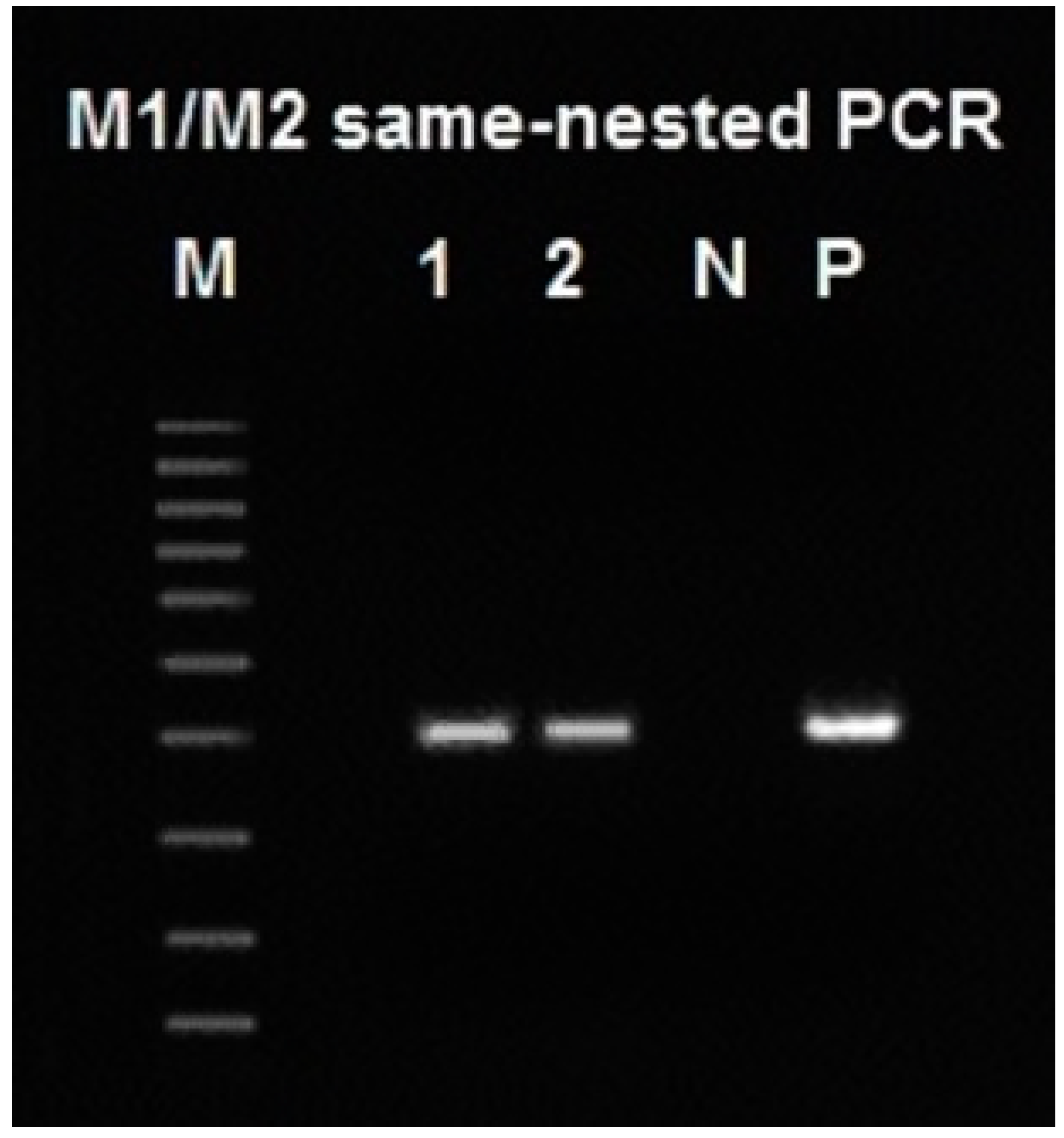 ijms free full text molecular