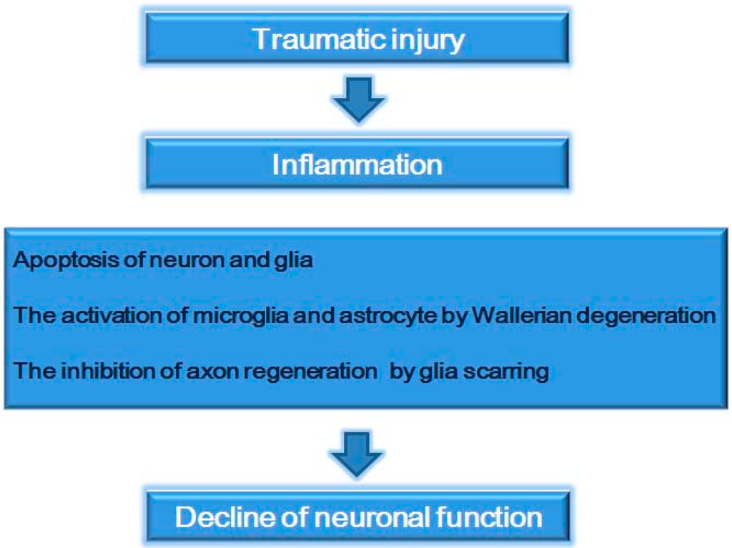 essay on spinal cord injury essay on spinal cord injury