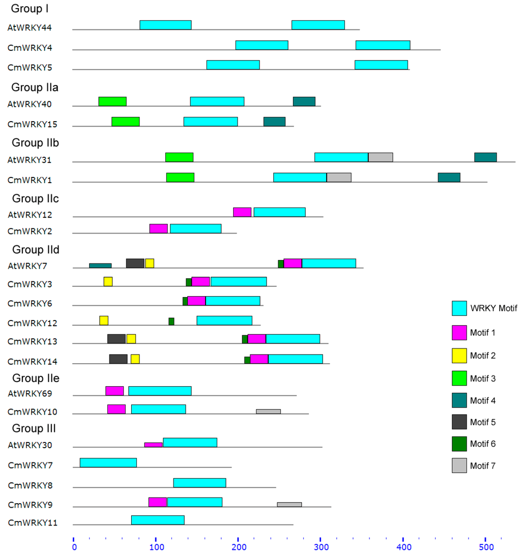 FullText  Phylogenetic and Transcription Analysis of Chrysanthemum 