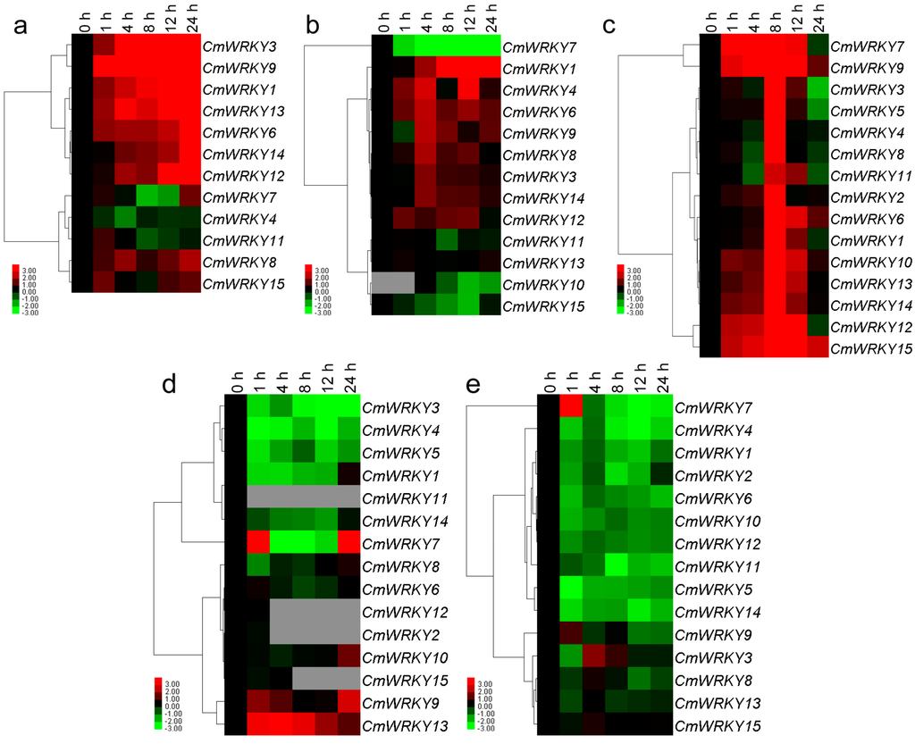 FullText  Phylogenetic and Transcription Analysis of Chrysanthemum 