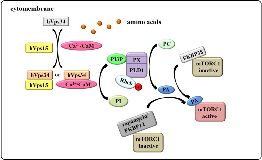 Rheb Activation Of Mtor