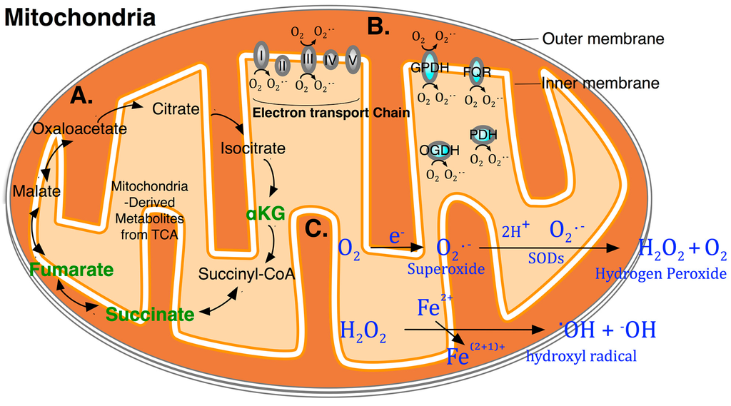 ijms free full text the emerging nexus of active dna methylation of dna