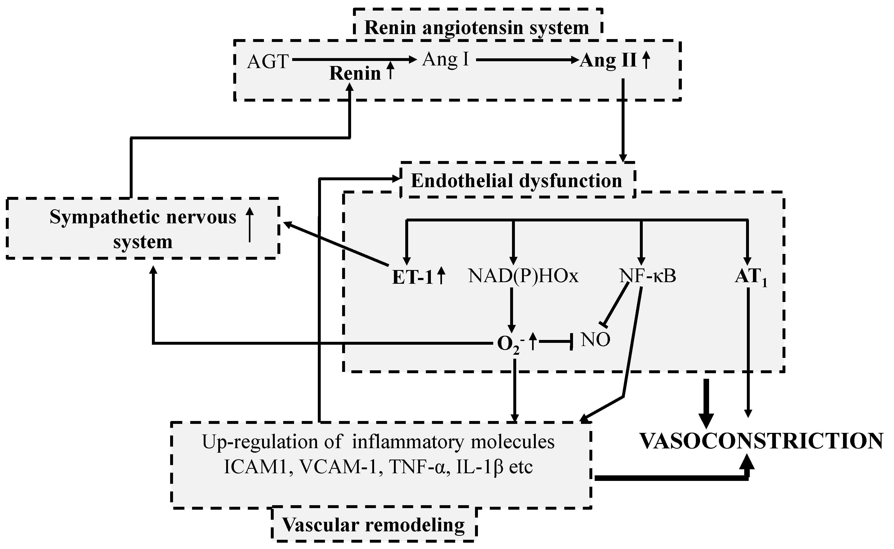 pathophysiology of hypertension