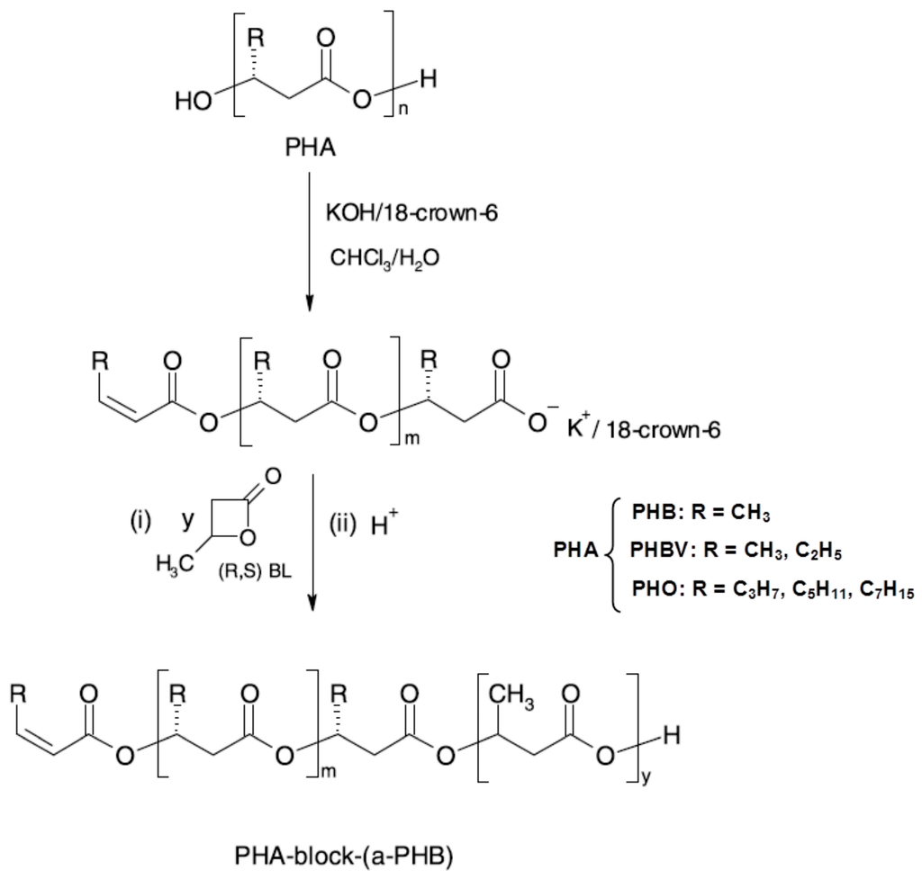 Enzyme used to synthesise phb