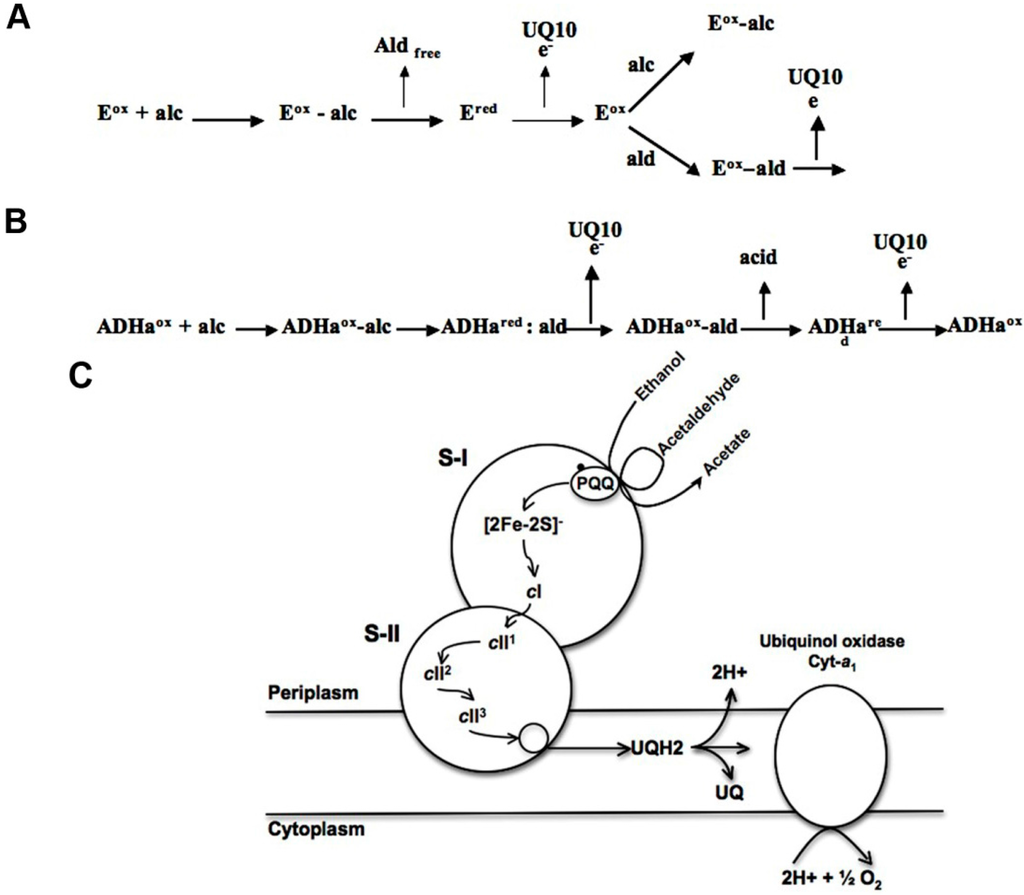 the oxidation of ethanol essay Angewandte chemie international formation of acetic acid by aqueous-phase oxidation of ethanol with air in the presence of a search for more papers by this. the oxidation of ethanol essay Angewandte chemie international formation of acetic acid by aqueous-phase oxidation of ethanol with air in the presence of a search for more papers by this.