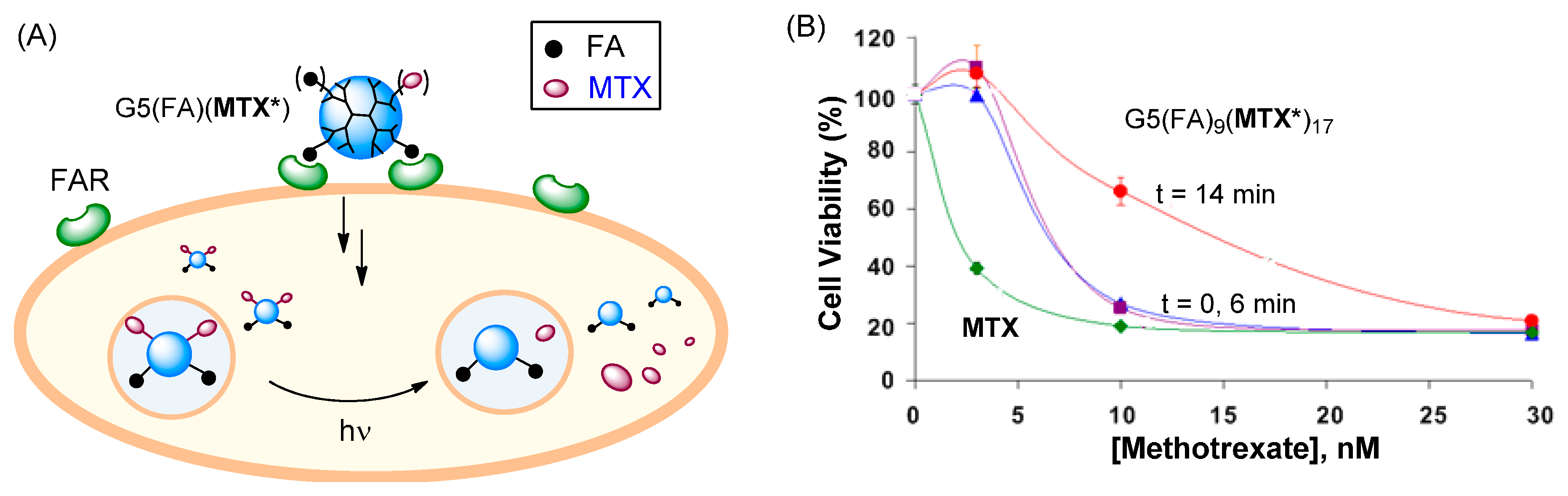 methotrexate mechanism of action