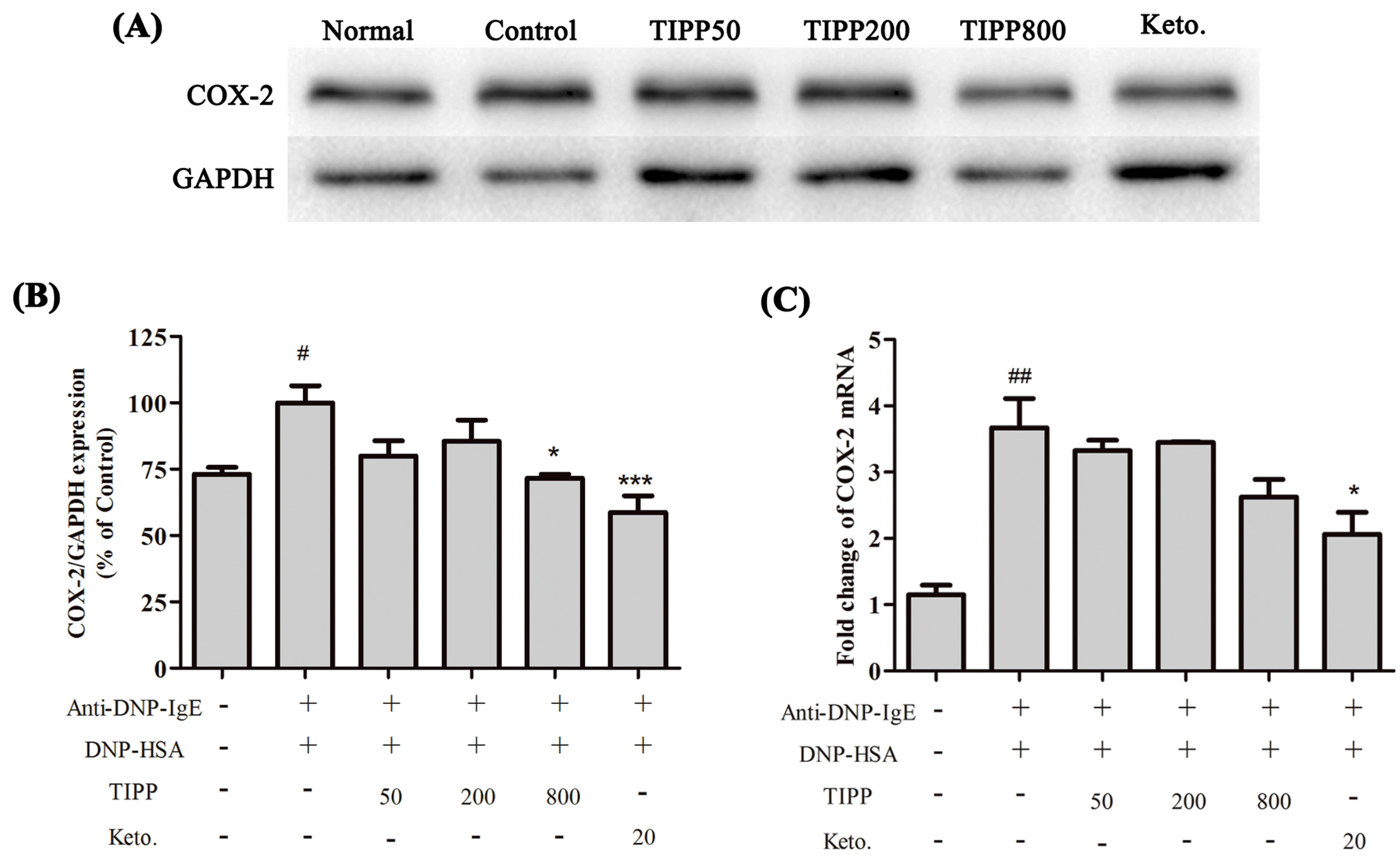 IJMS Free FullText Inhibition of the IgEMediated Activation of