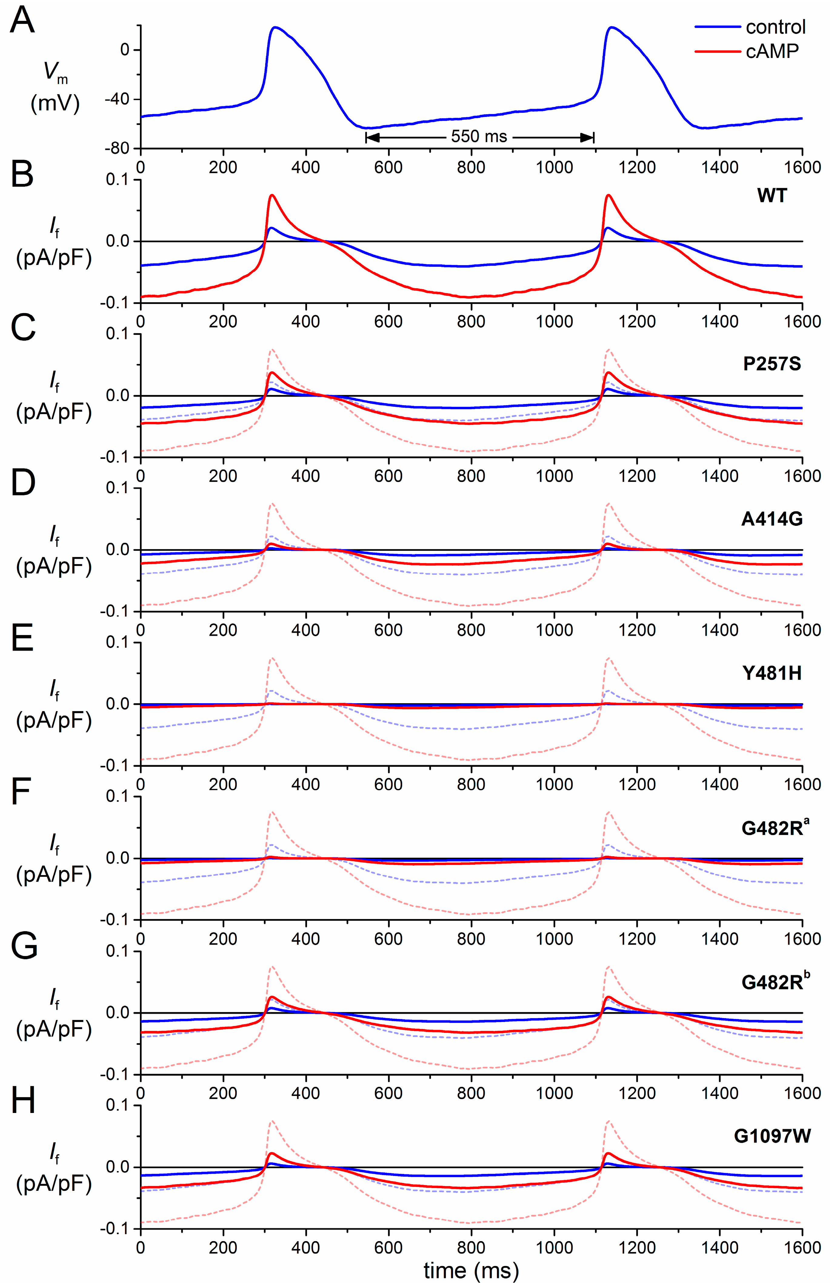 ijms free full text pacemaker activity of the human sinoatrial mv 443 form