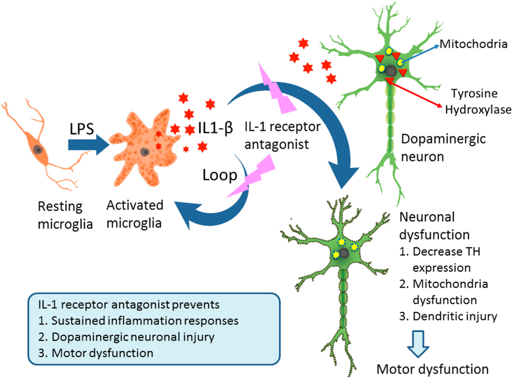 Receptors, Interleukin16; Il16 Receptors; Interleukin16 Receptors