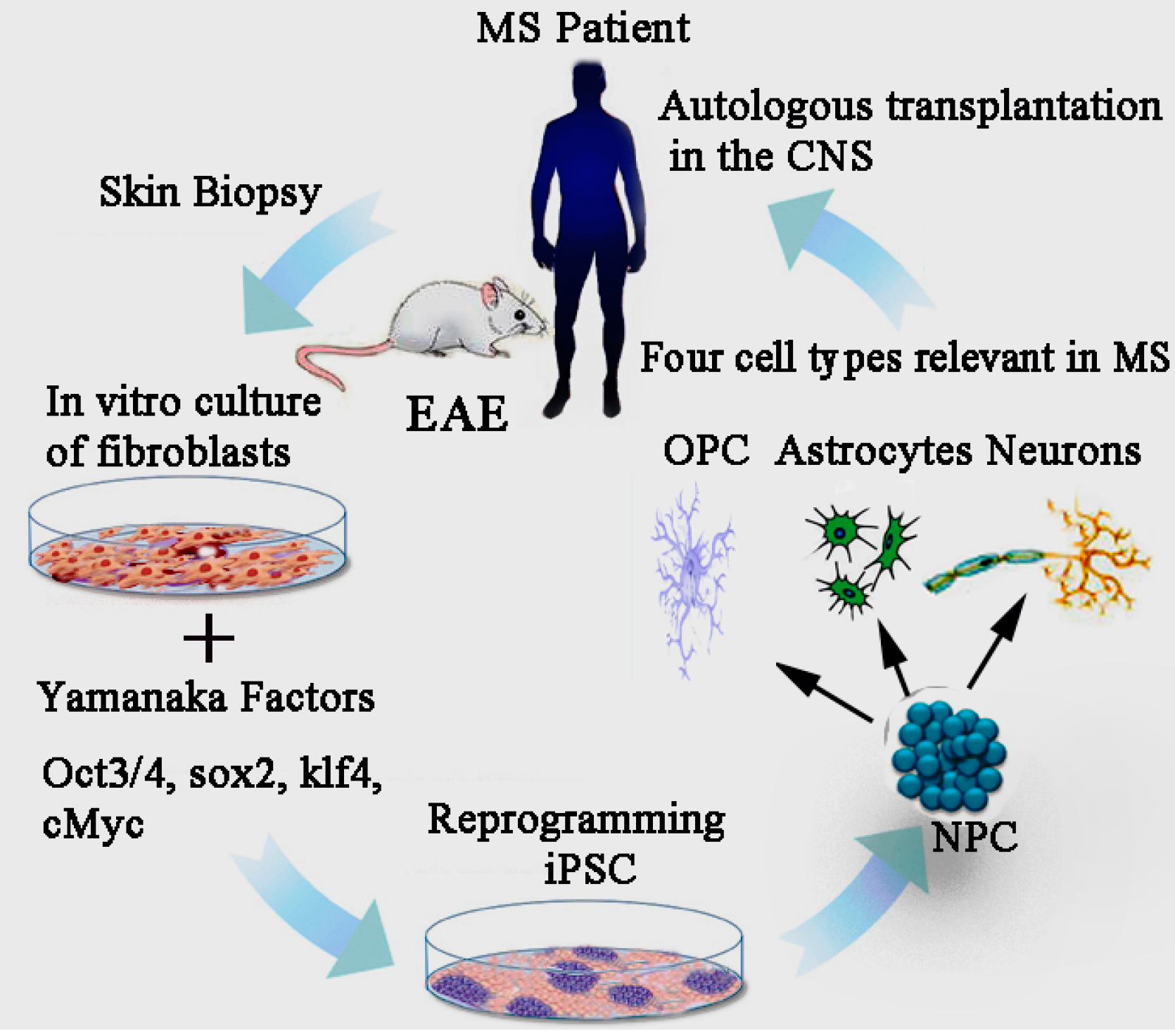 shop Guided Regeneration of the Human Skin : in vitro and in vivo studies