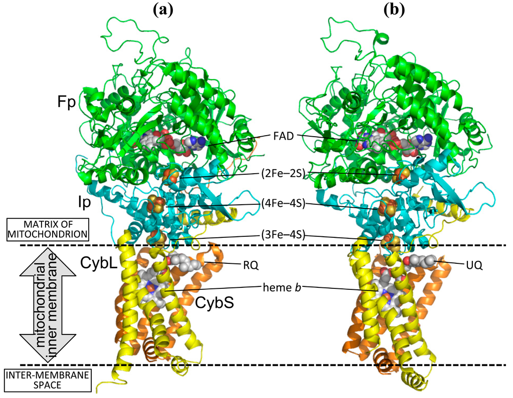 IJMS Special Issue Protein Crystallography in Molecular Biology 2015